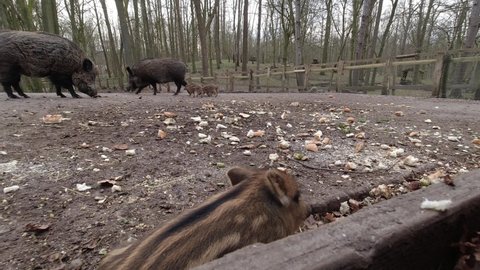 Small pig running behind its family in the forest. Wild boar and baby piglets in large wildlife enclosure 