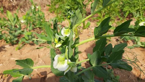 Pea flower in vegetable garden. The pea is small spherical seed or the seed pod of the pod fruit  pisum sativum. Each pod contains several peas, which can be green or yellow. Vegetable flower. 
