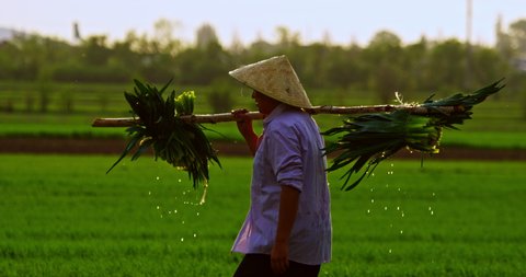 Farmers walk around the rice area. beautiful scenery in thailand