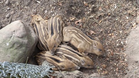 Baby pigs sleeping by the fence. Wild boar piglets dreaming while cuddled together in a pile