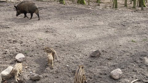 Wild boar piglets playing and fighting behind their mother