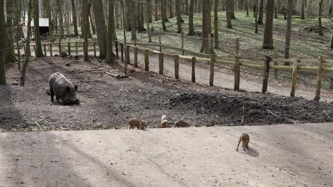 Wild boar piglets playing near their mother in wildlife enclosure in a forest. Baby pigs eating and playing in the dirt