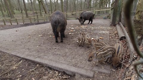 Wild boar pigs eating food in wildlife enclosure. Wild animals in wildlife rescue park eating vegetables and bread