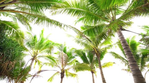 Summer background of Coconut Palm trees isolated on white background Row of trees in sunny day Natural background. palm leaves on white background