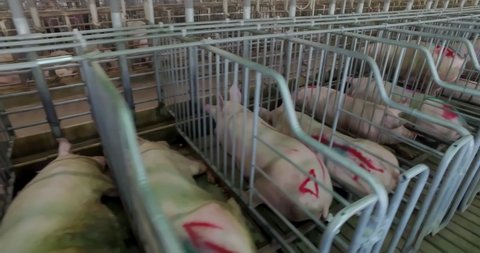 Pigs Raised As Livestock In Gestation Crates At Animal Production Farm. Intensive Pig Farming Animal Production. Domestic Pigs Confined In Farrowing Crates At Animal Production Farm. Agriculture