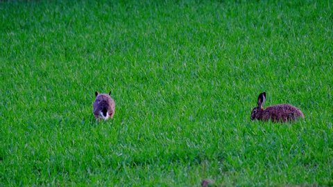 valuable game animals grazing on green lawn, mammal hare of lagomorph order, Lepus europaeus eats grass, young wheat plants, harming agriculture, winter crops, object of amateur and sport hunting