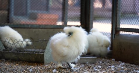 The Silkie also known as the Silky or Chinese silk chicken cleans its white feathers