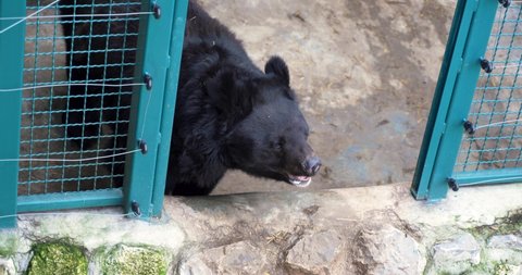 a large black bear in a cage taken after hibernation in the spring