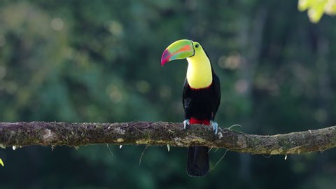 a front view of a a keel-billed toucan perched on a branch in late afternoon sun at boca tapada in costa rica