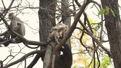 Full shot of two young Gray or Hanuman langurs or indian langur or monkey fight on tree trunk at bandhavgarh national park tiger reserve madhya pradesh India asia