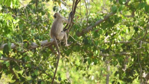 closeup shot of two Gray or Hanuman langurs or indian langur monkey hanging on branch eating fruits from tree in natural green background at bandhavgarh national park forest madhya pradesh India asia