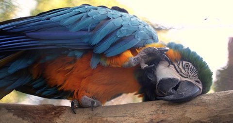 a beautiful large macaw parrot with blue-orange feathers and a large sharp beak stands on a branch in closed simplicity