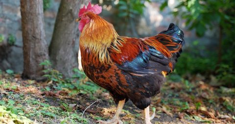 a large rooster with lots of color and a large feather