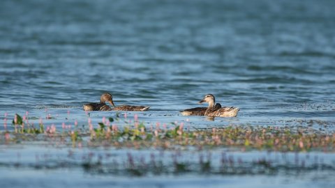 Mallard or Wild Duck Anas platyrhynchos. Birds feed on the lake.