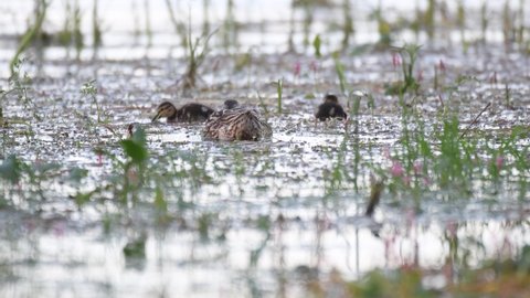 Mallard or Wild Duck Anas platyrhynchos. Chicks feed on the lake.