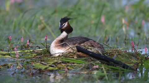 Great crested grebe Podiceps cristatus on nest. The bird is sitting on the nest, turning its head. Close up.
