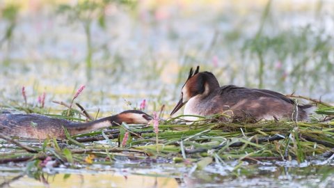 Great crested grebe Podiceps cristatus. The bird is sitting on the nest. Male and female build a nest. Close up.