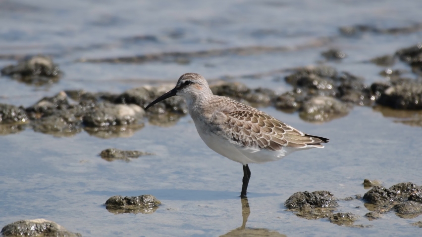 Curlew Sandpiper Calidris ferruginea, bird stands in the water on the shore of the lake. | Shutterstock HD Video #1089906959