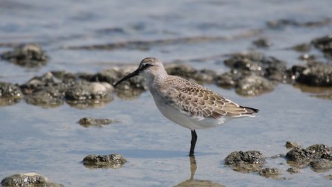 Curlew Sandpiper Calidris ferruginea, bird stands in the water on the shore of the lake.