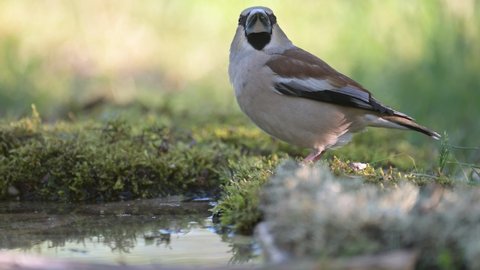 Hawfinch Coccothraustes coccothraustes. A songbird stands in the forest at the edge of a puddle.