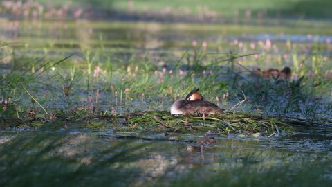 Great crested grebe Podiceps cristatus on nest. The bird is sitting on the nest, resting.