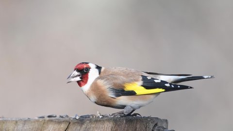 European goldfinch, Carduelis carduelis sits on a feeder and eats seeds.