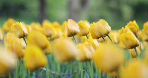 Closed yellow tulips in the spring season in May. Shaken flowers due to spring wind. 4K Video of Tulips swinging