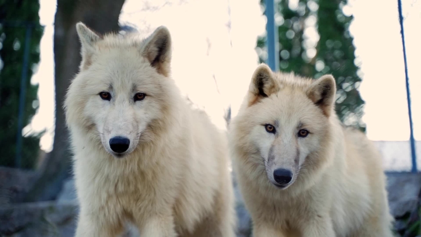 the white wolf and the wolf cuddle and stand next to each other