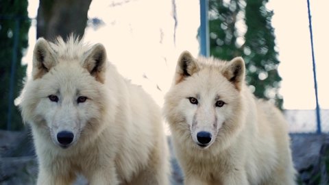 the white wolf and the wolf cuddle and stand next to each other