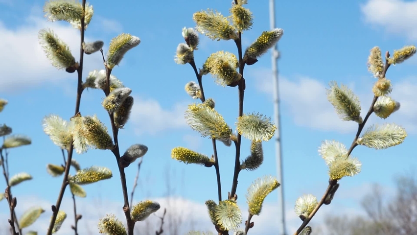Willow branches bloom in early spring in the park