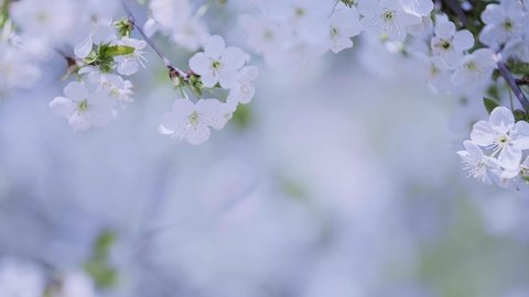 Cherry blossom branch with white flowers in full bloom with small green leaves swaying in the wind in spring under the bright sun.