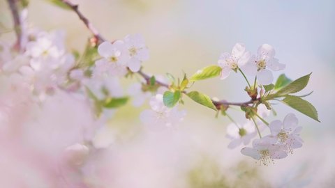 A brunch of cherry cherry blossom with white flowers in full bloom with small green leaves swaying in the wind in spring under the bright sun. Close-up moving high quality 4K footage.