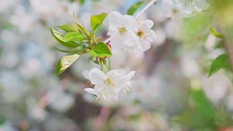 Cherry blossom branch with white flowers in full bloom with small green leaves swaying in the wind in spring under the bright sun. Close-up high quality 4K dolly footage. Moving closer.