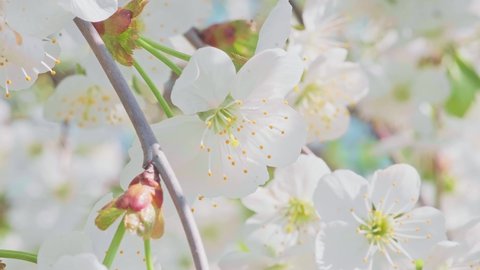 Macro footage of the cherry blossom branch with white flowers in full bloom with small green leaves swaying in the wind in spring under the bright sun. Close-up moving high quality 4K footage.