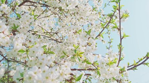 Many branches of Cherry blossom with white flowers in full bloom with small green leaves swaying in the wind in spring under the bright sun. Close-up moving high quality 4K footage.