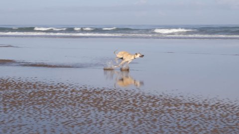 A black and a brown Sloughi dog (North African greyhound) run and play in the water at the beach of Essaouira, Morocco. Happy pets outdoor activity, slow-motion. 4k