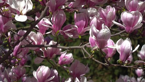 View Of The Branches Of Blooming Magnolia