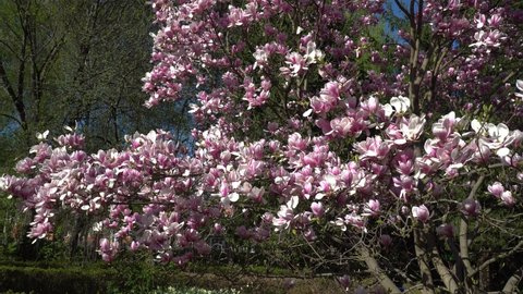 Magnolia Tree View Slider Shot