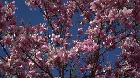 Tops of Magnolia Tree Leaves Slider Shot