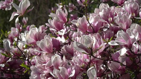 Wind and Magnolia Blossom Slider Shot