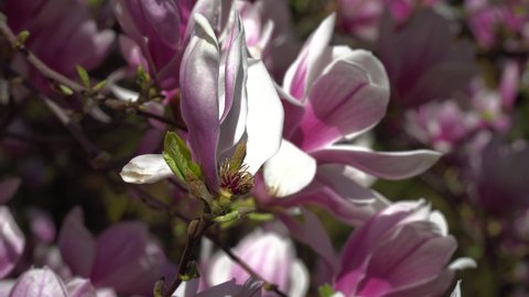 Macro Pink Magnolia Blossom Background
