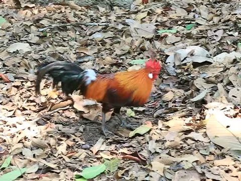 Beautiful Bantam eating food  on ground. Animal and nature concept.