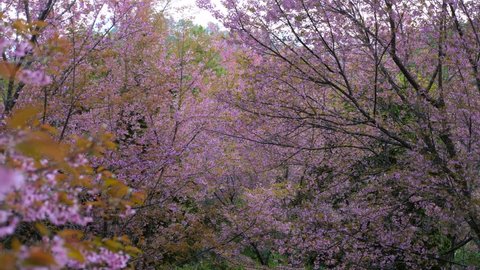 Beautiful pink cherry trees, beautiful sakura flowers in spring season in national park. Natural floral background. Doi Inthanon National Park in north of Thailand