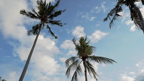 Low angle shot of coconut trees on a bright sunny day. Coconut trees against the cloudy sky at daytime.Coconut trees swaying in the wind in tropical area. location: Bali, Indonesia