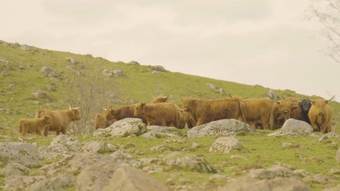 Herd of highland cattle on top of a green and rocky hill. 4K handheld static.