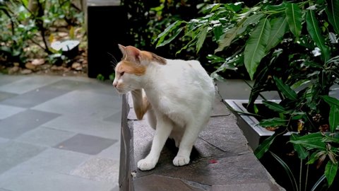Stray white-and-orange cat taking a break from foraging at a Makati park.