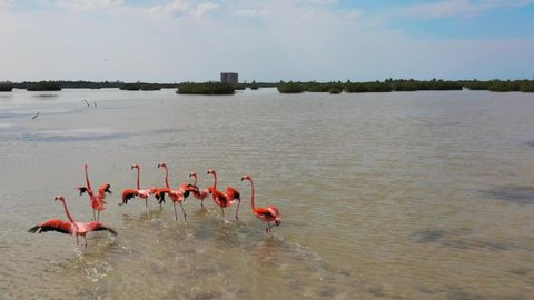 aerial 4k view of group of bright pink flamingo birds in their natural habitat in Yucatan, Mexico. Flamingos on the lake, sky reflection