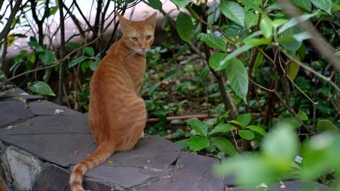 Curious orange stray tabby cat foraging at a Makati public park watches out for possible prey among the bushes.
