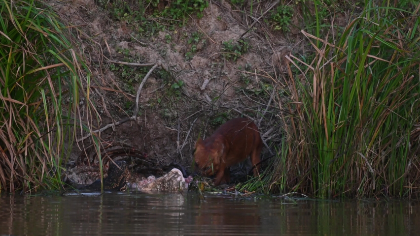Almost dark and struggling to pull meat out of the carcass of the Sambar Deer while a Monitor Lizard looks and joins the party, Dhole Cuon alpinus, Khao Yai National Park, Thailand.