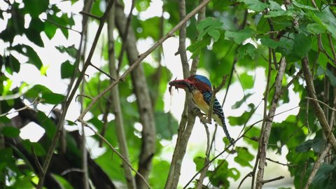 A male individual with a mangled Flying Lizard while looking around then takes off to deliver to its nestlings, Banded Kingfisher Lacedo pulchella, Kaeng Krachan National Park, Thailand.